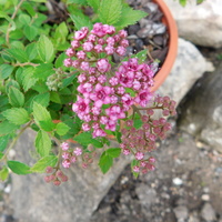 Spiraea japonica nana